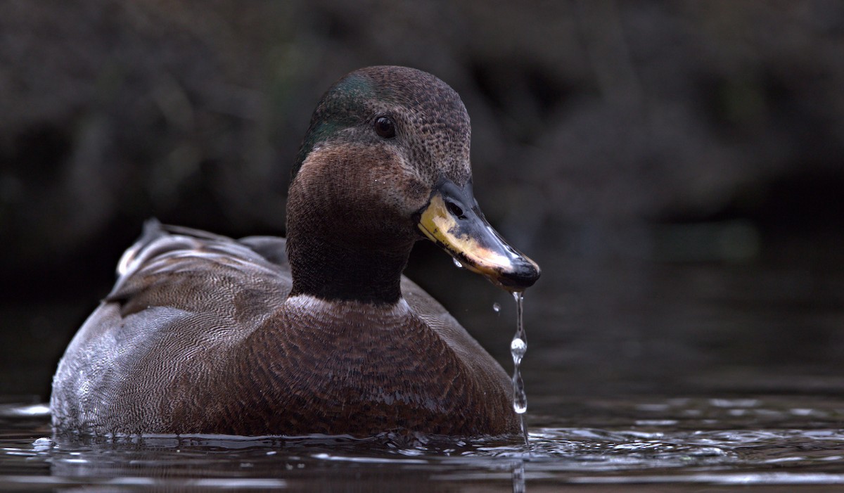 Gadwall x Mallard (hybrid) - ML623800546