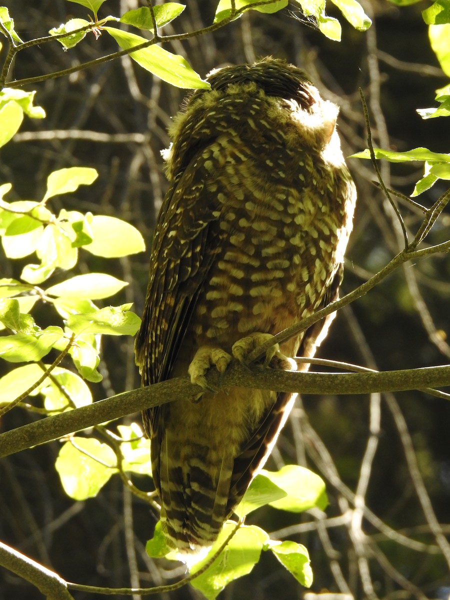 Spotted Owl (California) - ML623800548