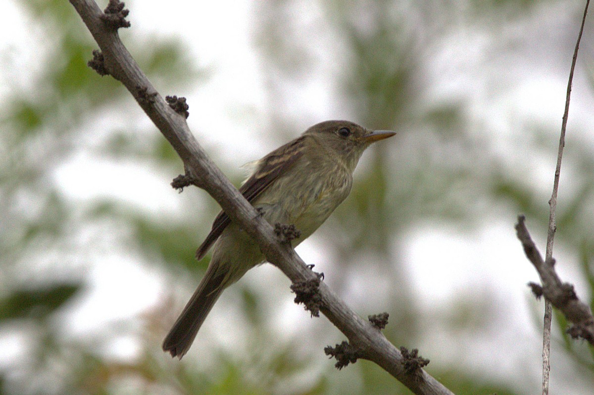 Willow Flycatcher - ML623800557