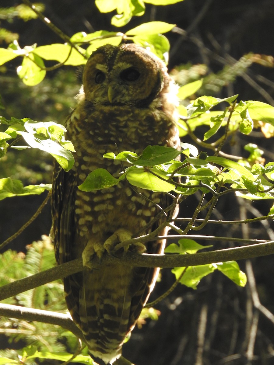 Spotted Owl (California) - ML623800559