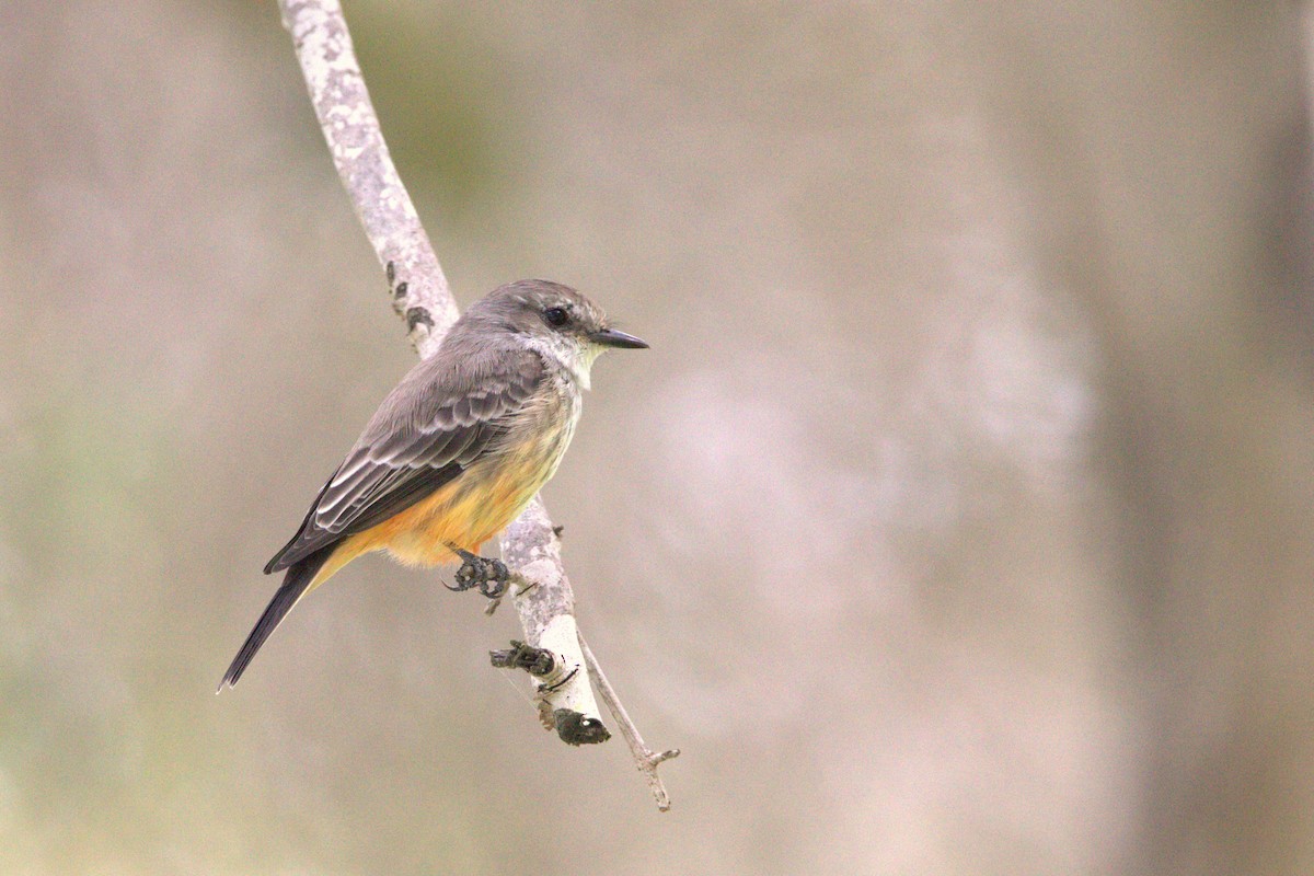 Vermilion Flycatcher - ML623800561