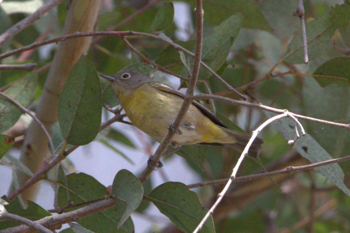 Nashville Warbler - ML623800583