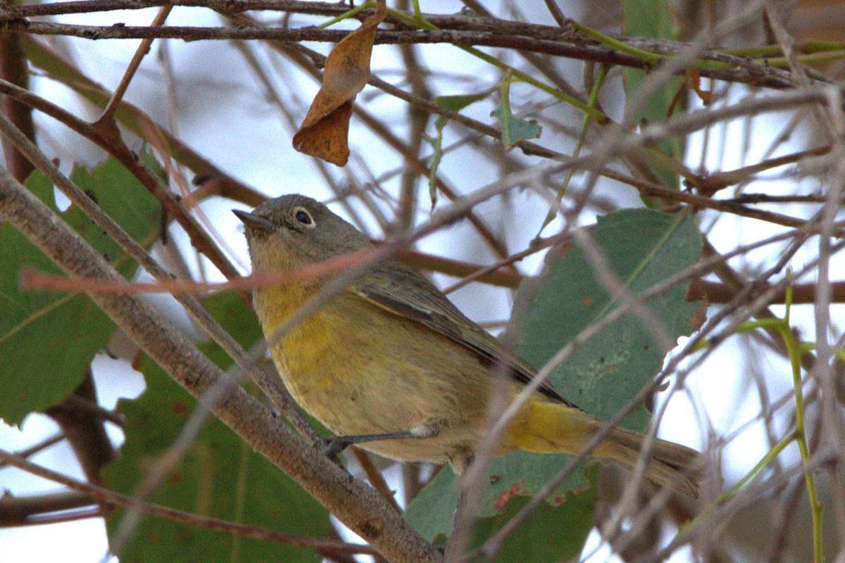 Nashville Warbler - ML623800584