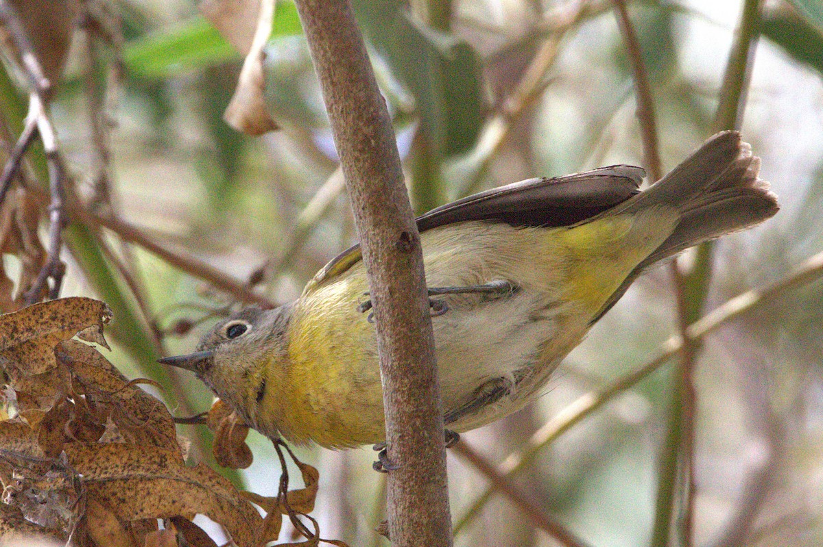 Nashville Warbler - ML623800585