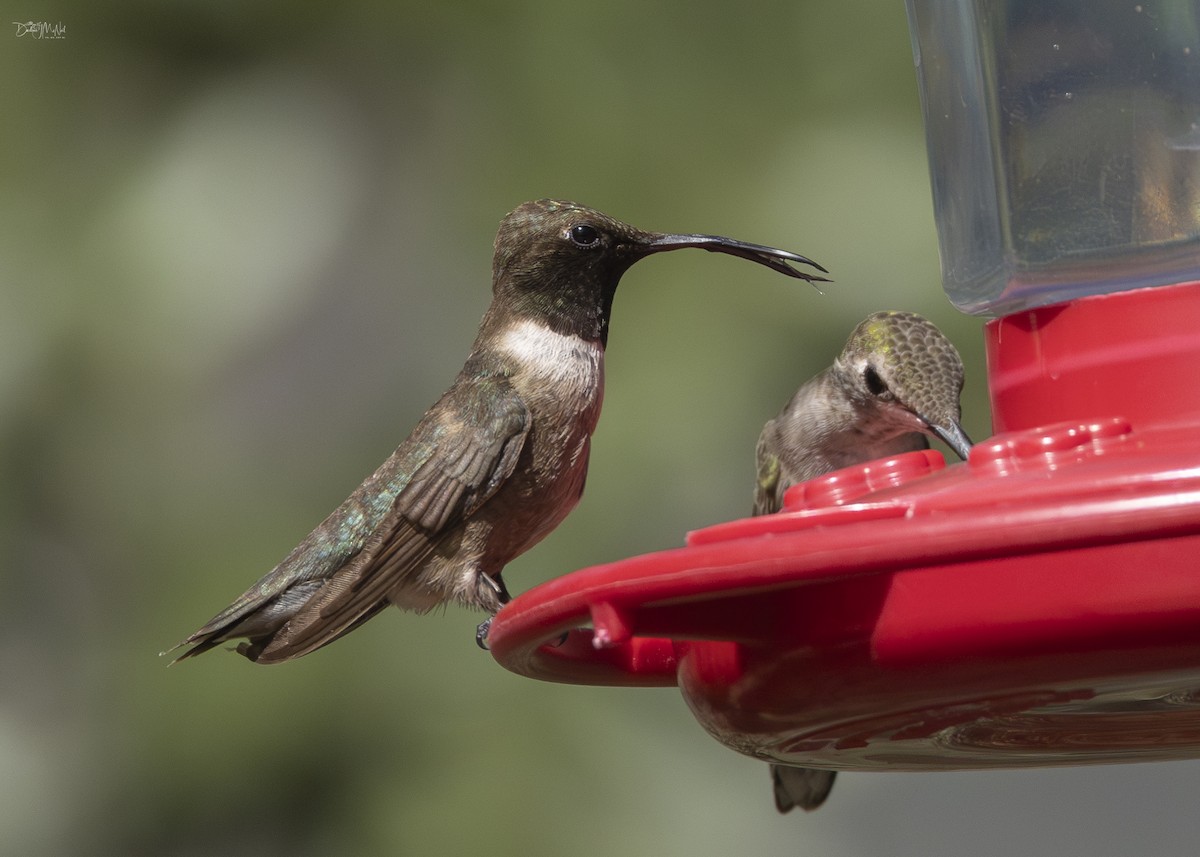 Black-chinned Hummingbird - ML623800596