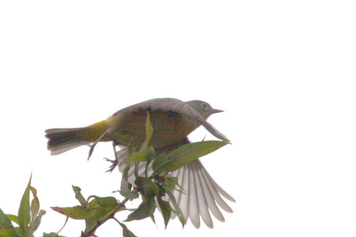 Virginia's Warbler - ML623800597