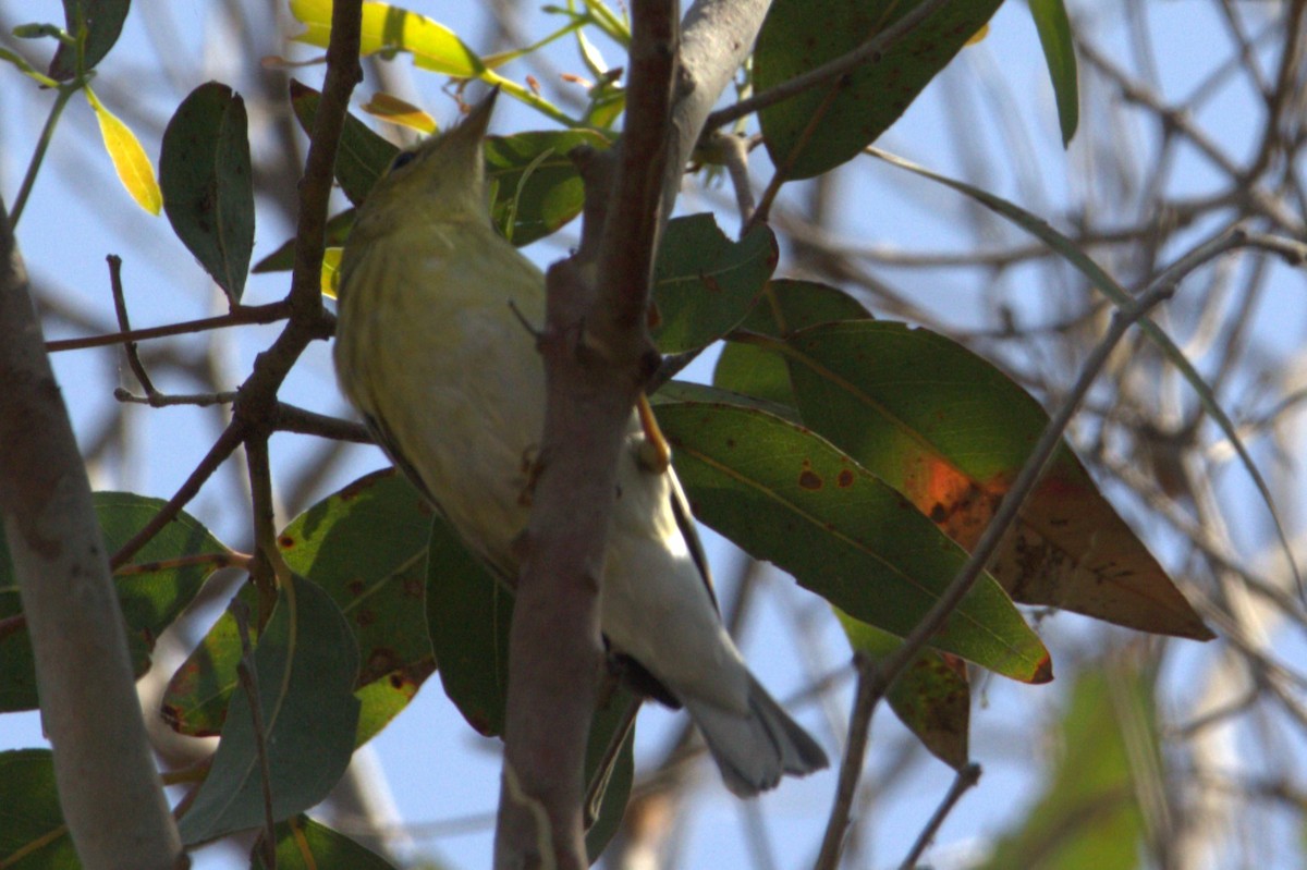 Blackpoll Warbler - ML623800606