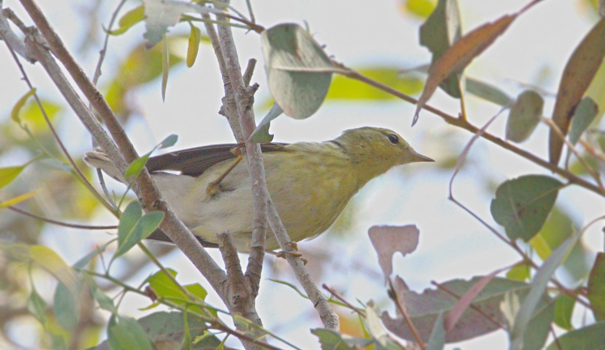 Blackpoll Warbler - ML623800607