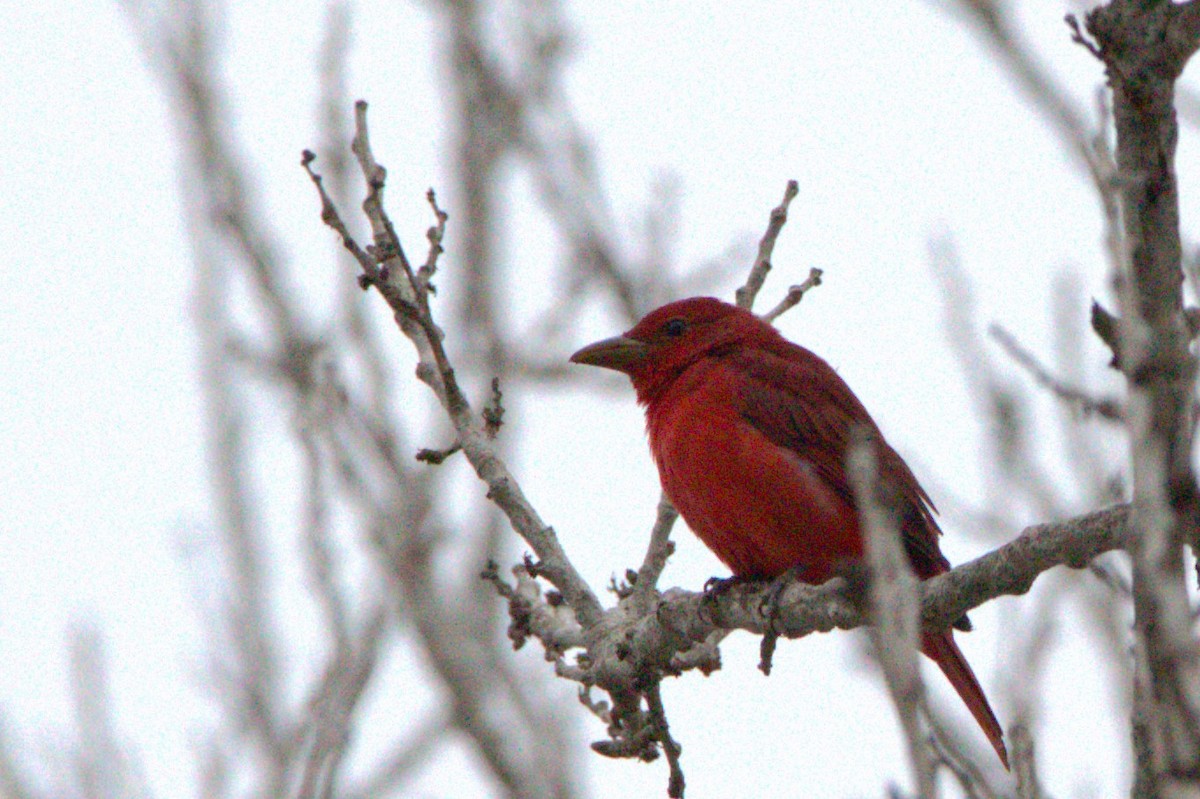 Summer Tanager - ML623800609