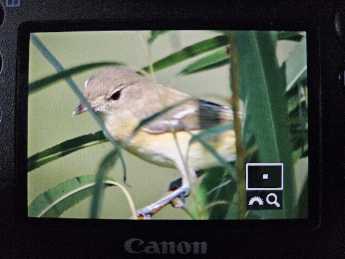 Bell's Vireo - ML623800634