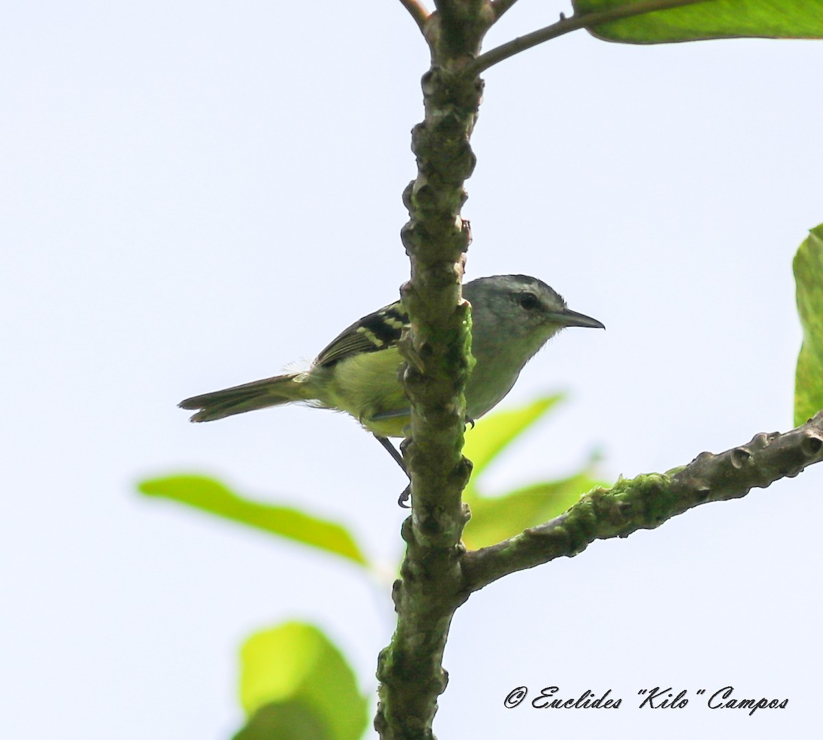 Rufous-rumped Antwren - ML623800668