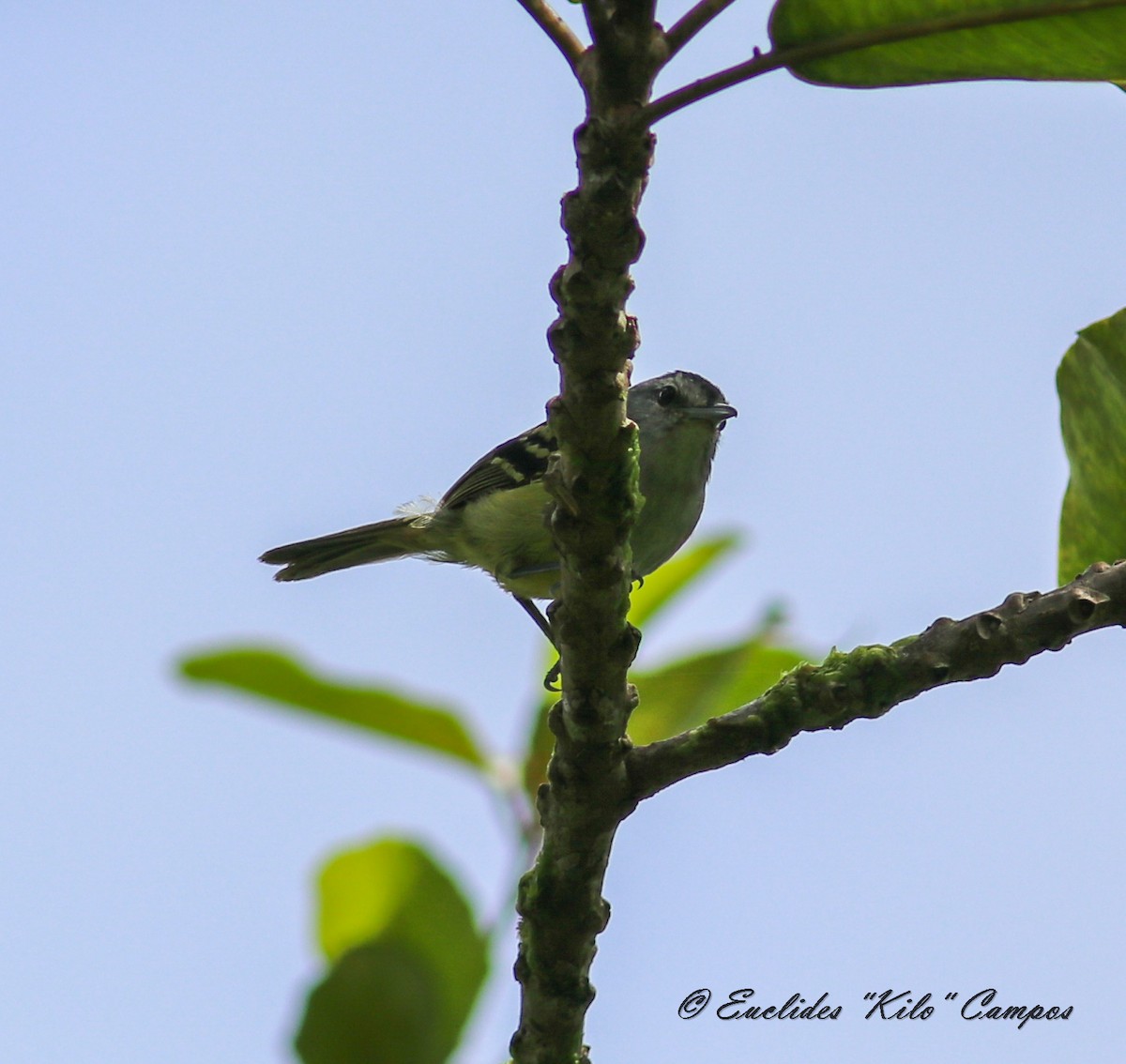 Rufous-rumped Antwren - ML623800669