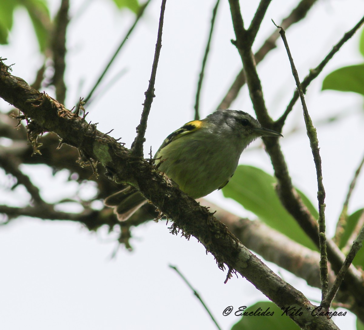 Rufous-rumped Antwren - ML623800670