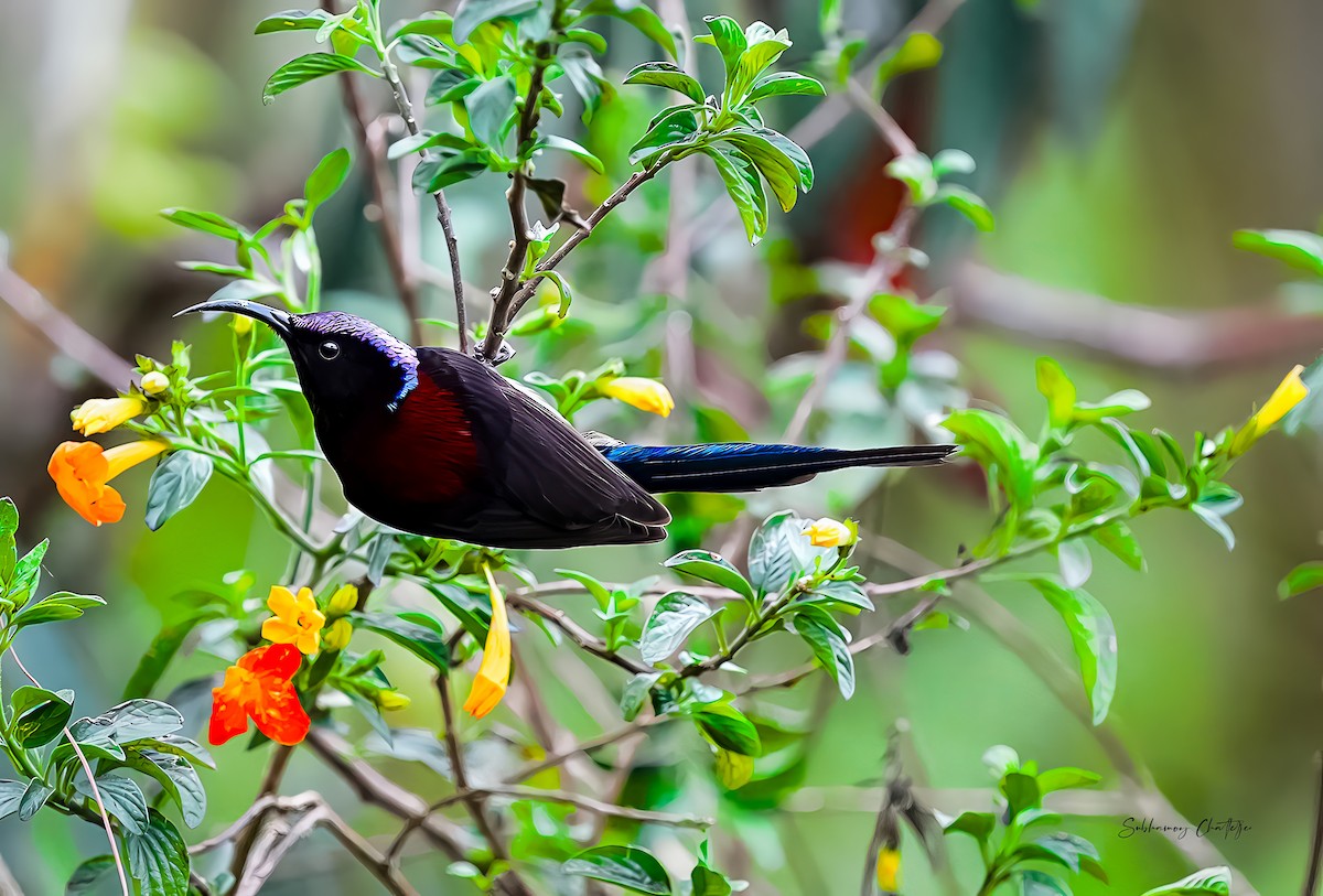 Black-throated Sunbird - ML623800705