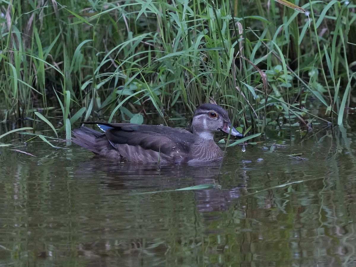 Wood Duck - ML623800735