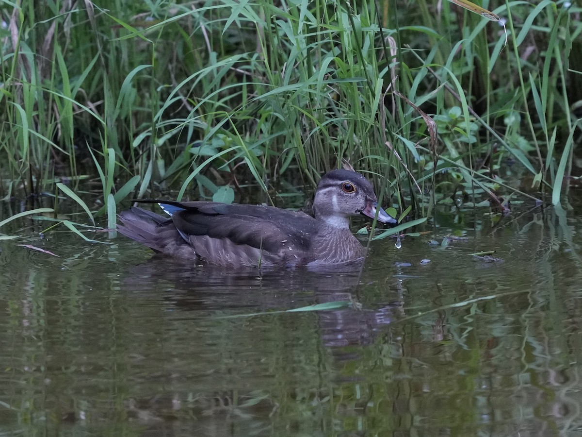 Wood Duck - Melanie Crawford