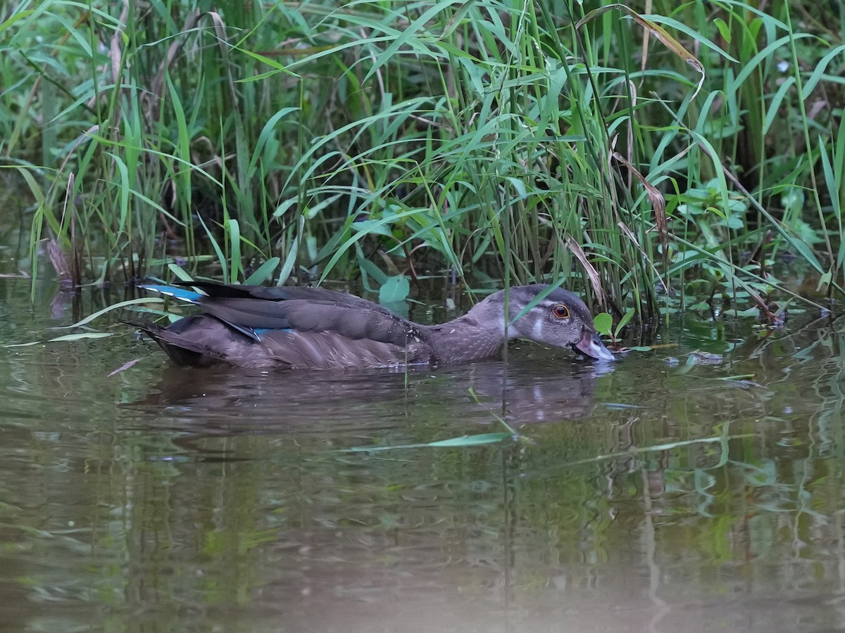Wood Duck - ML623800736