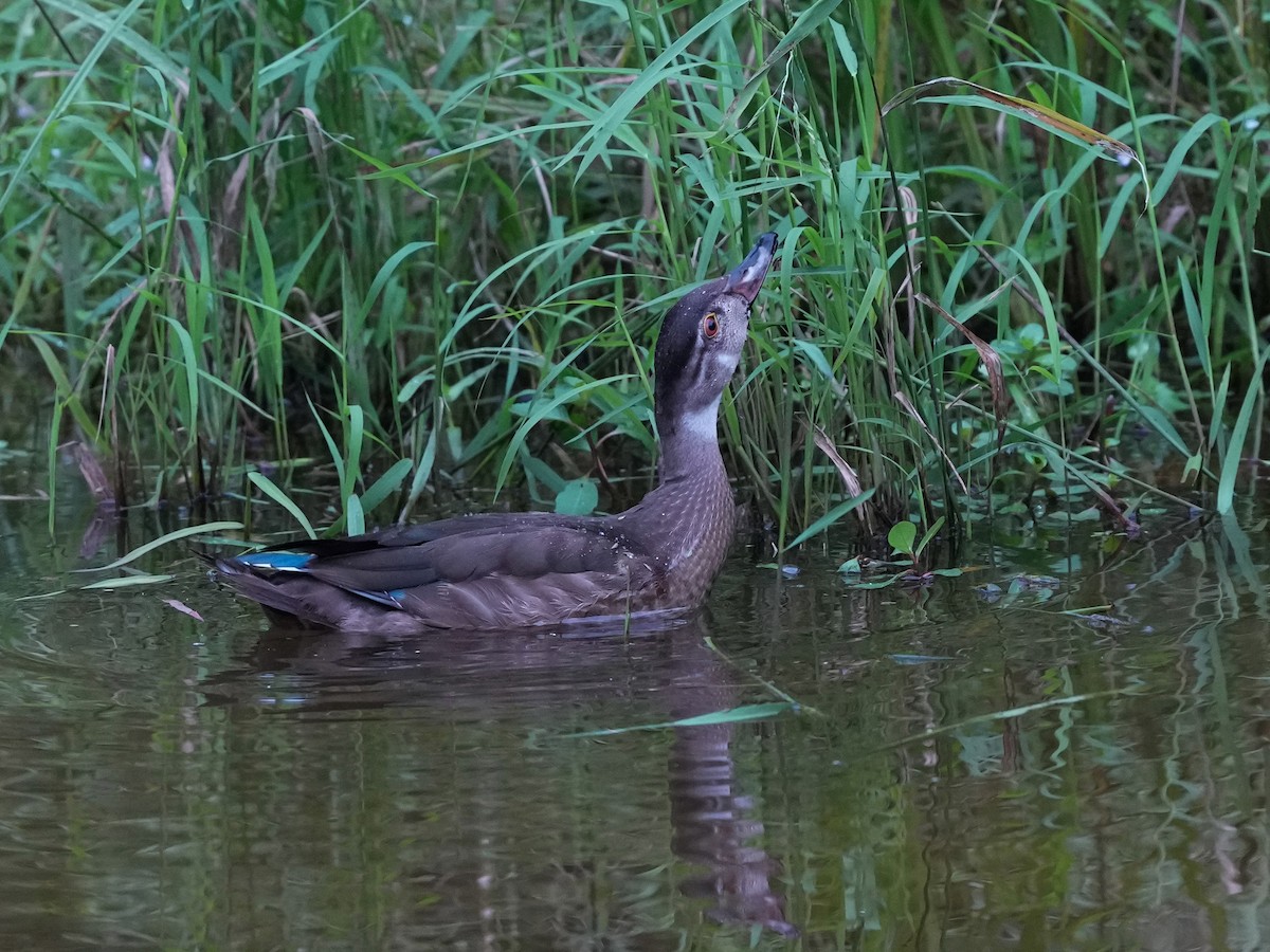 Wood Duck - ML623800737