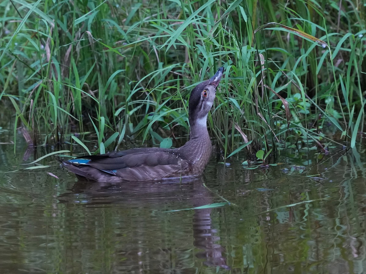 Wood Duck - Melanie Crawford