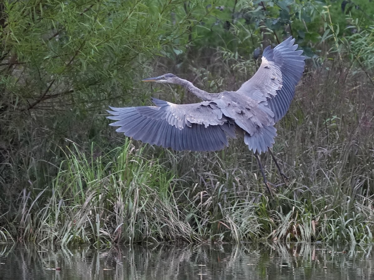 Great Blue Heron - ML623800746