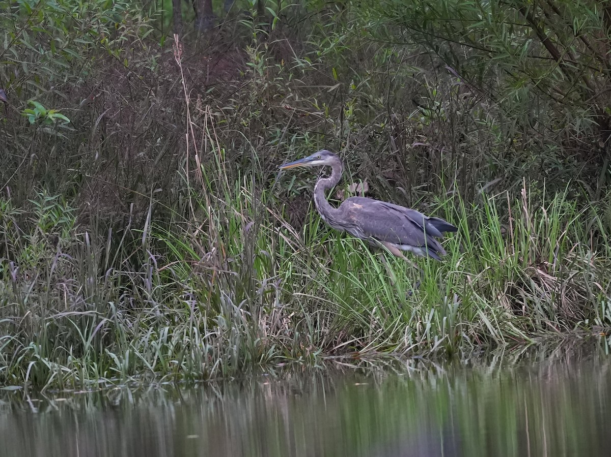 Great Blue Heron - ML623800754