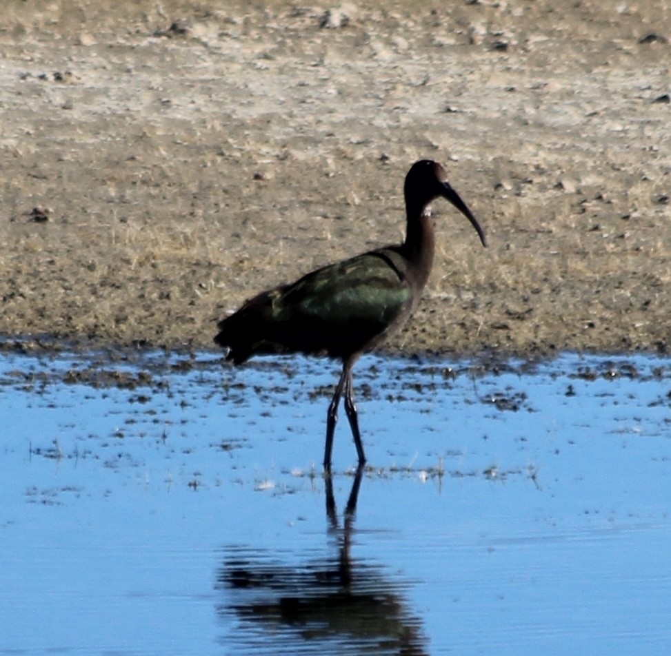 White-faced Ibis - ML623800792