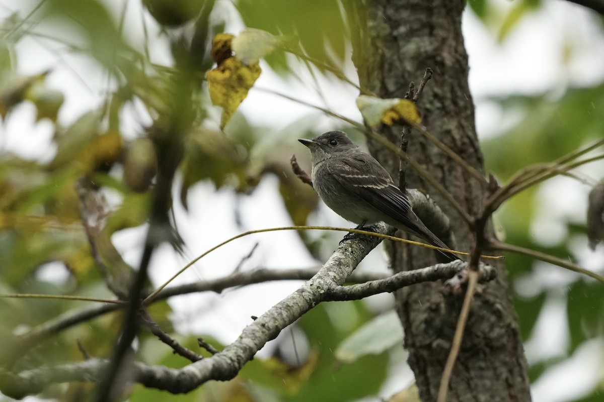 Eastern Wood-Pewee - ML623800794