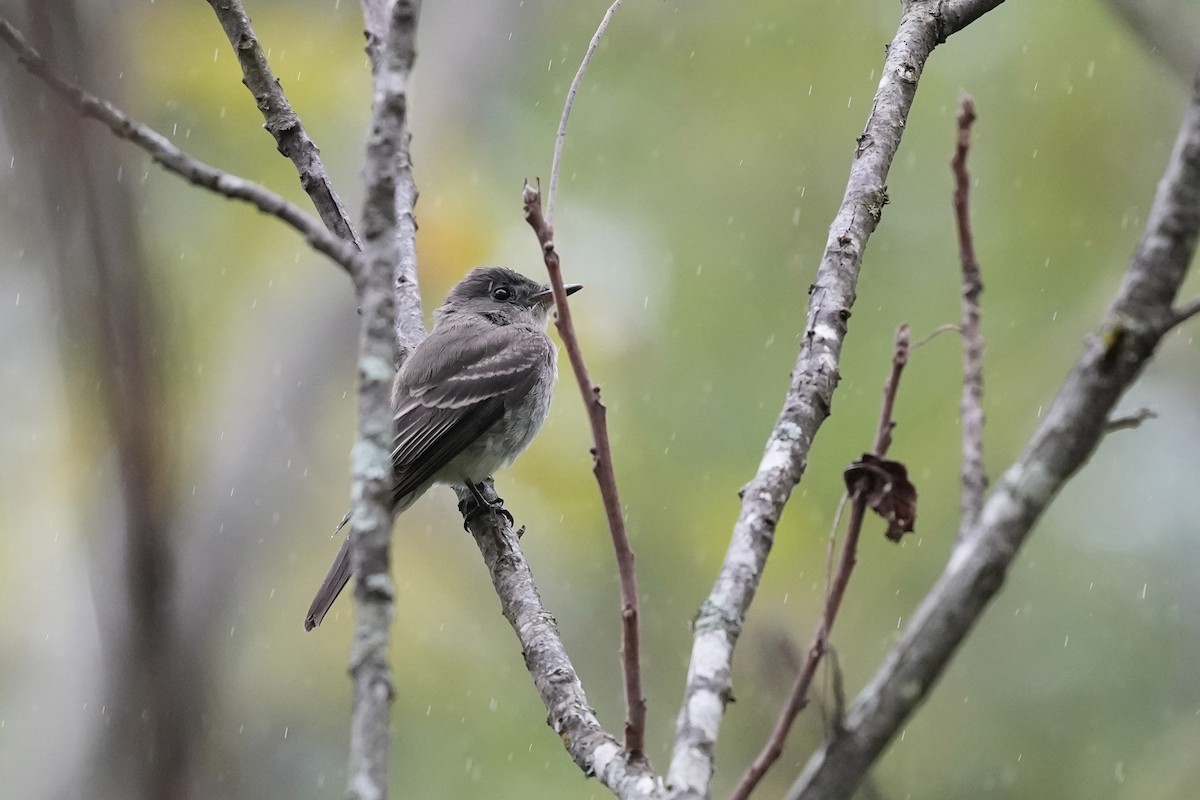 Eastern Wood-Pewee - ML623800795