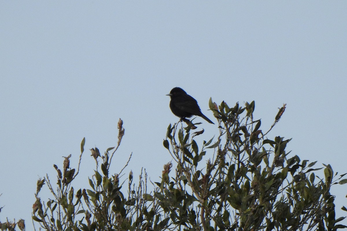 Blue-billed Black-Tyrant - ML623800796