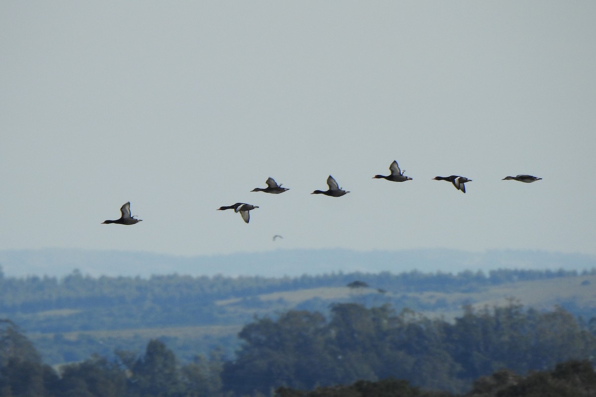 Rosy-billed Pochard - ML623800803