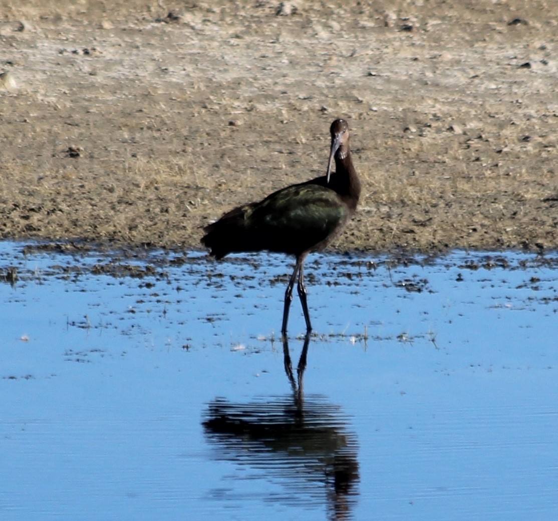 White-faced Ibis - ML623800810