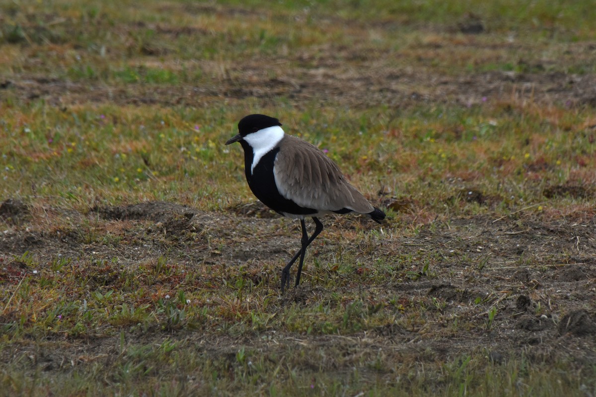 Spur-winged Lapwing - ML623800811