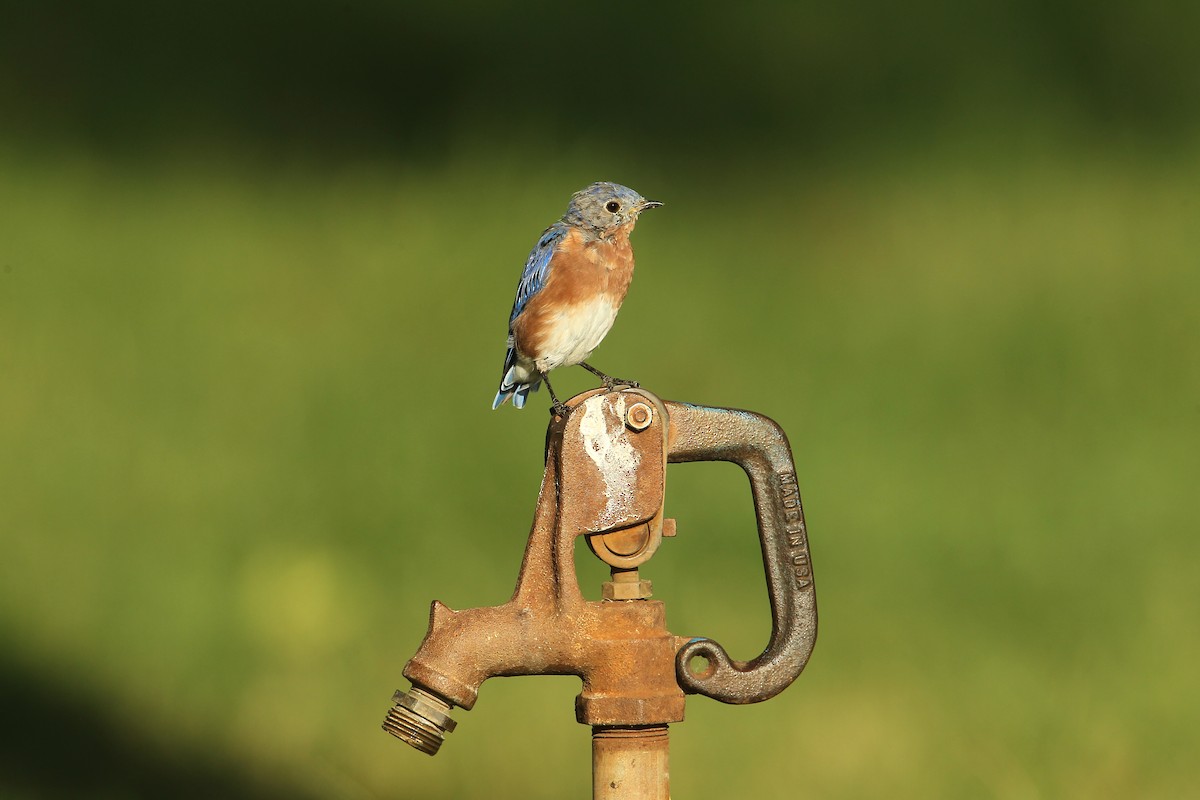 Eastern Bluebird - ML623800814