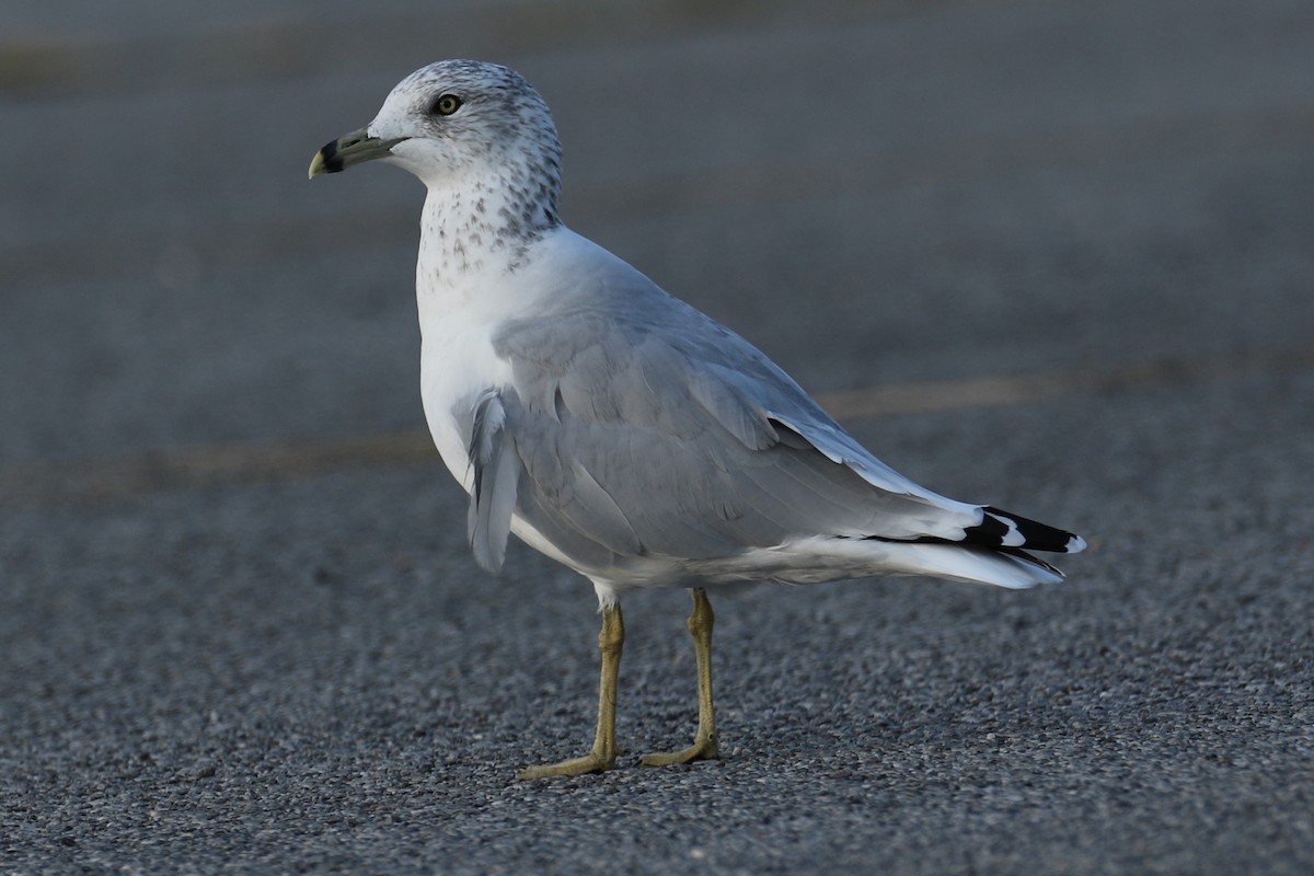 Ring-billed Gull - ML623800816