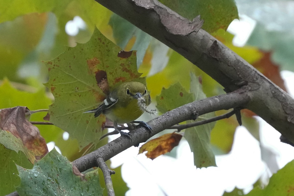 Yellow-throated Vireo - ML623800817