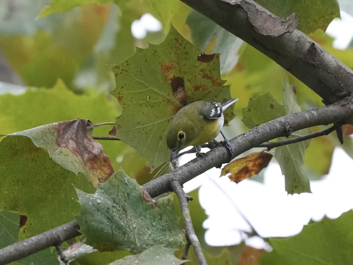 Yellow-throated Vireo - ML623800818