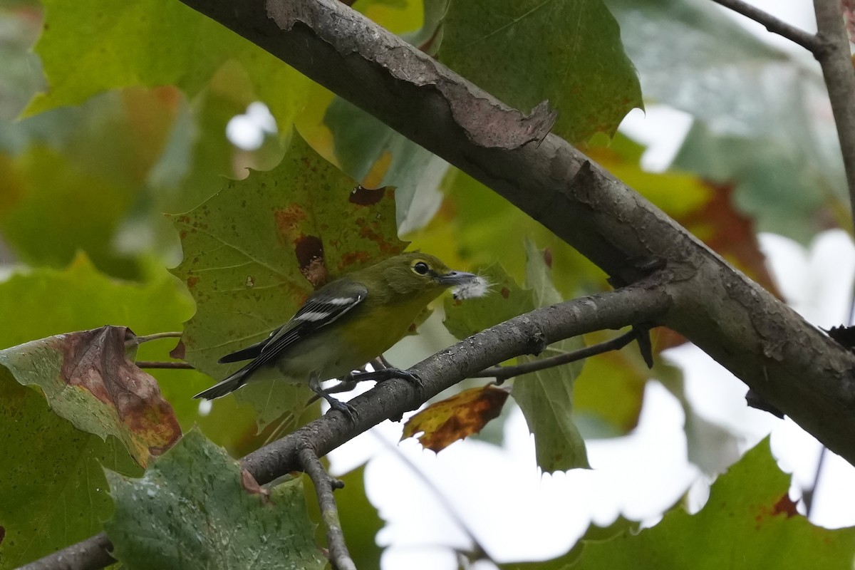 Yellow-throated Vireo - ML623800819