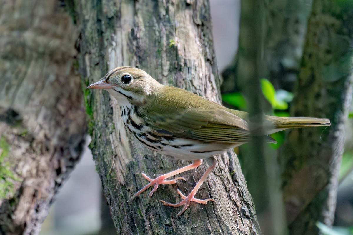 Ovenbird - ML623800840