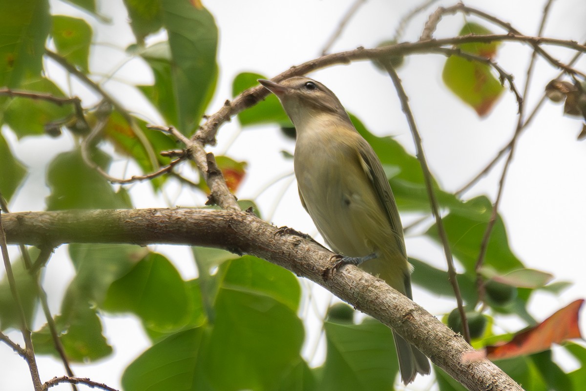 Warbling Vireo - ML623800861