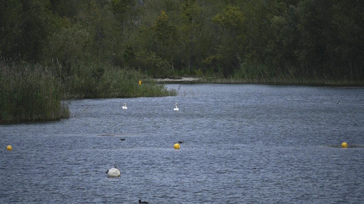 Mute Swan - Roberto Lupi