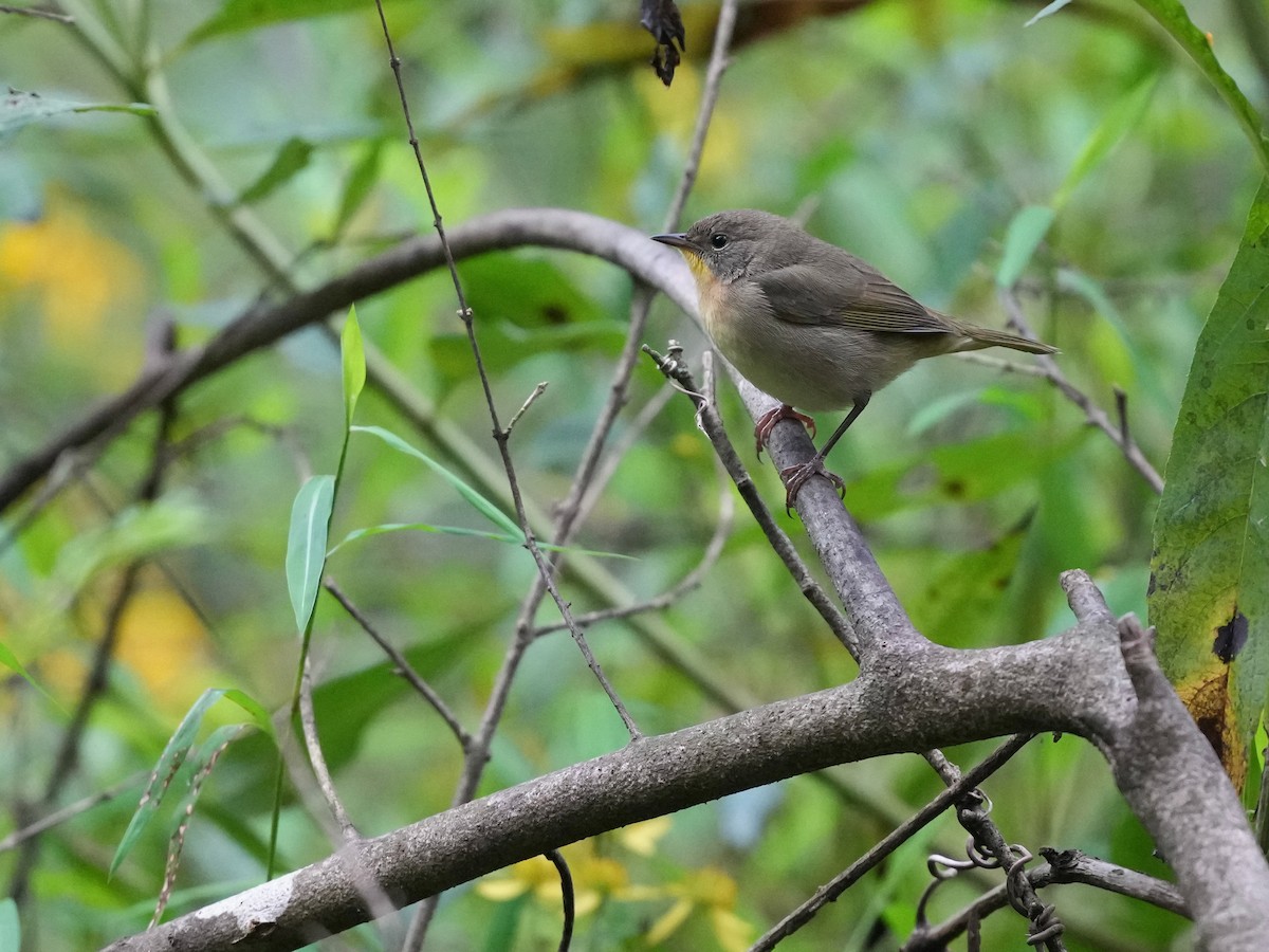 Common Yellowthroat - ML623800875