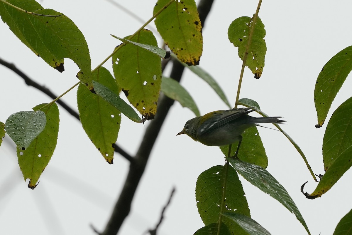 Northern Parula - ML623800898