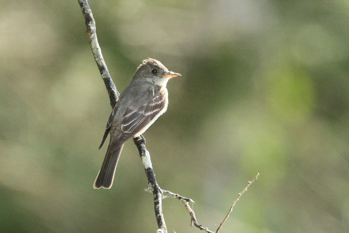 Eastern Wood-Pewee - ML623800900