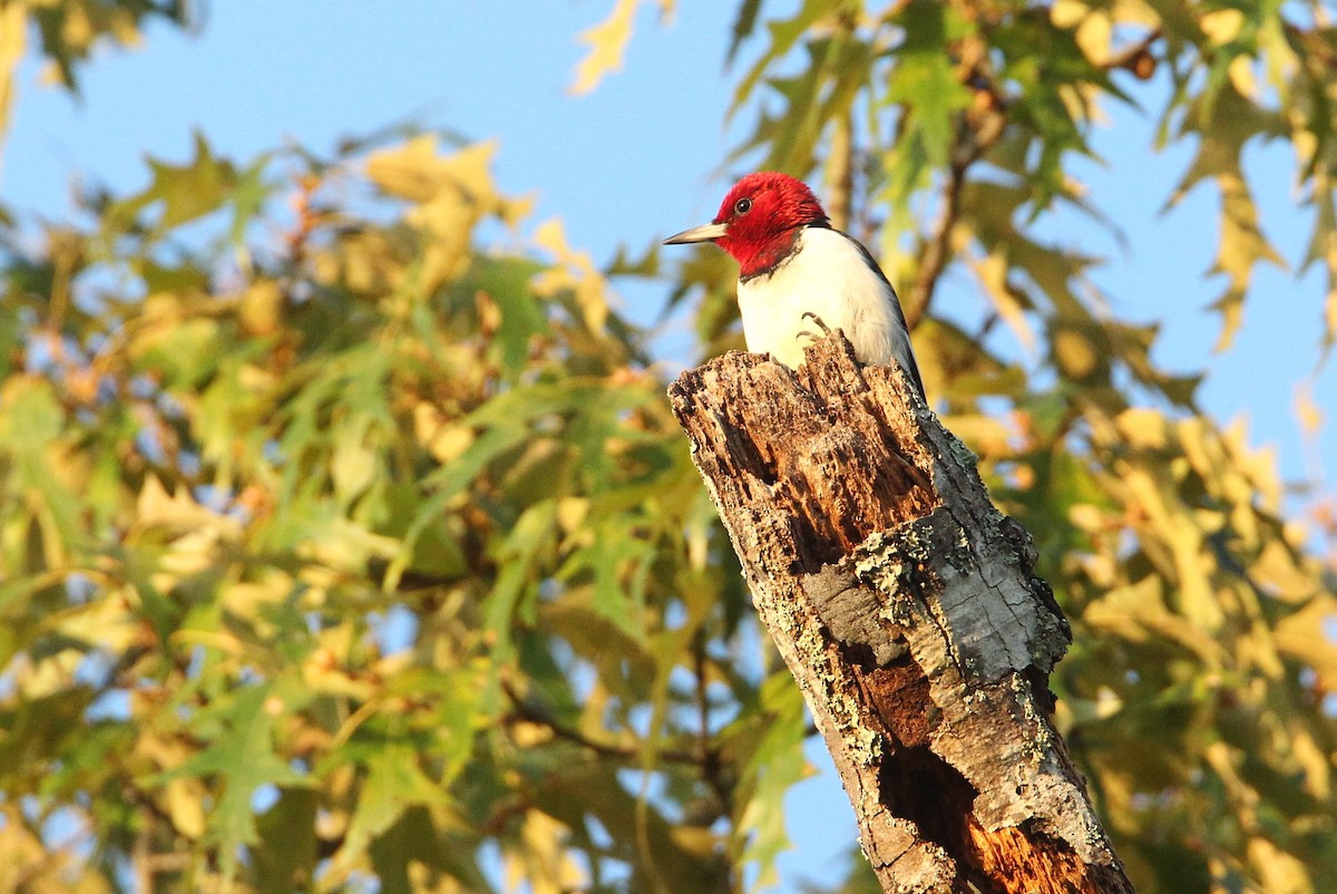 Red-headed Woodpecker - ML623800906