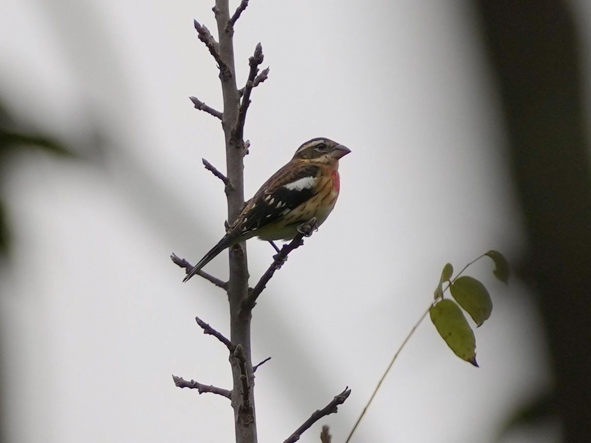 Rose-breasted Grosbeak - ML623800907