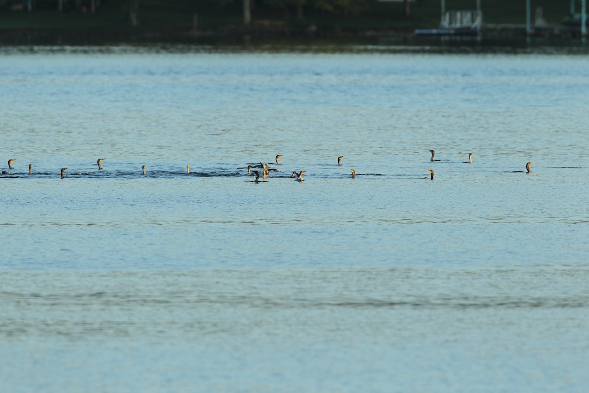 Double-crested Cormorant - ML623800917