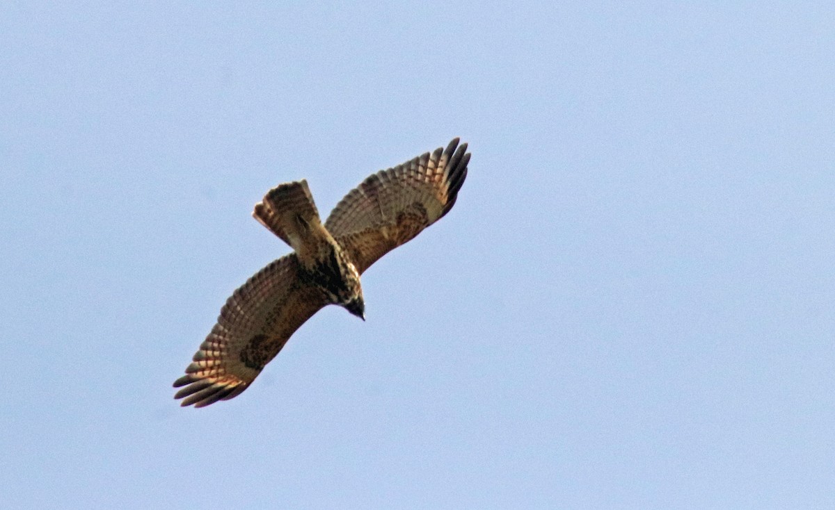 Red-shouldered Hawk - ML623800929