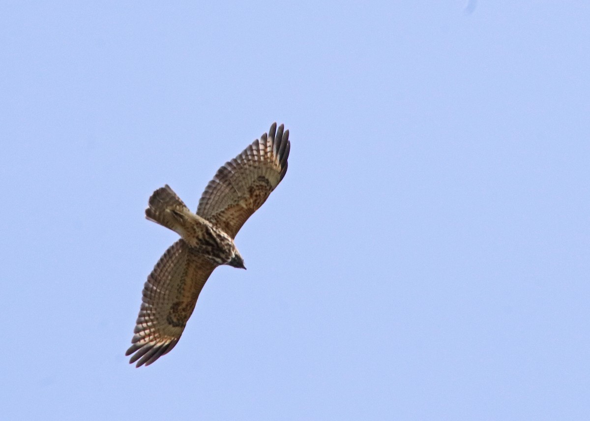 Red-shouldered Hawk - ML623800930