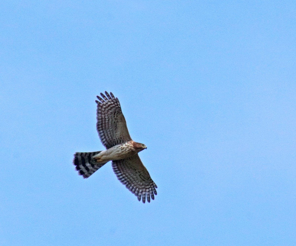 Cooper's Hawk - ML623800945