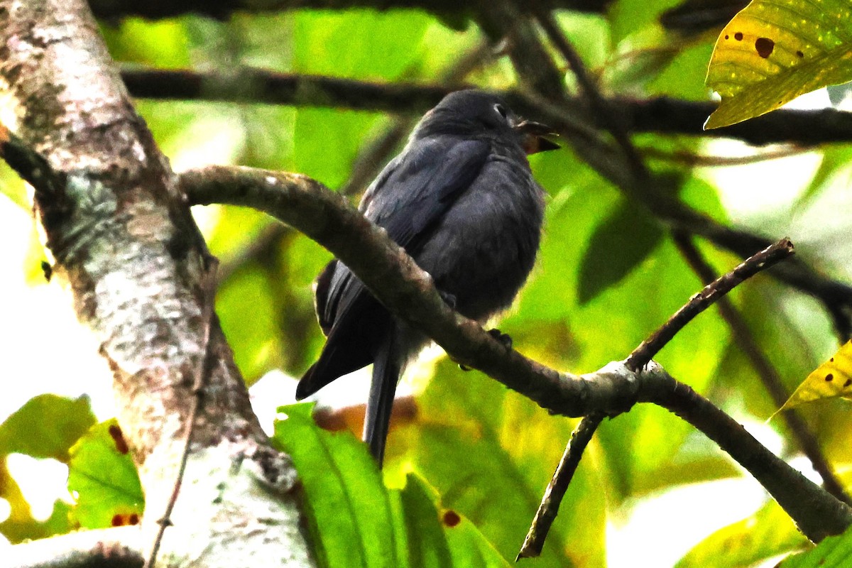 Drongo cendré (groupe periophthalmicus) - ML623800955